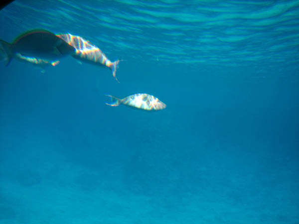 IMG_0774