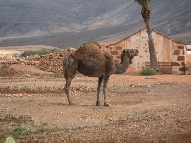 Fuerteventura 024