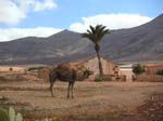 Fuerteventura 023