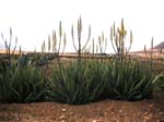 Fuerteventura 028